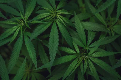 Cannabis - Foto: rangizzz/stock.adobe.comIndexador: Przemyslaw KochFonte: 277039926<!-- NICAID(15388317) -->