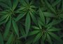 Embrapa recebe autorização para plantar cannabis no Brasil; veja o que motivou a decisão