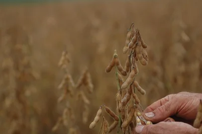 ***  Colheita soja  ***O produtor rural , Paulo Delly, espera colher  média 50 sacos de soja  por hectar  em  sua propiedade no interior  de Ibiruba Rs<!-- NICAID(1910317) -->