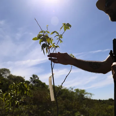 PORTO ALEGRE, RS, BRASIL, 15-10-2025: Projeto Nosso Itapuã promove ações na remoção e monitoramento de plantas invasoras, como a árvore de Pinus, do ecossitema do parque ecológico. Foto: Camila Hermes/Agencia RBS<!-- NICAID(16147736) -->