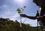 "A presença do pinus aqui é um grande problema": como um projeto está devolvendo a vegetação nativa ao Parque de Itapuã