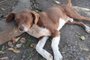 28/09/2021- Polícia investiga sumiço de cães comunitários em Capela de Santana . Na foto, cão Chocolate. Foto: Marciano Rodrigo Fraga Persson / Arquivo Pessoal<!-- NICAID(14901073) -->