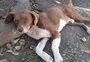 Inquérito sobre sumiço de três cães comunitários de Capela de Santana deve ser concluído pela polícia na próxima semana