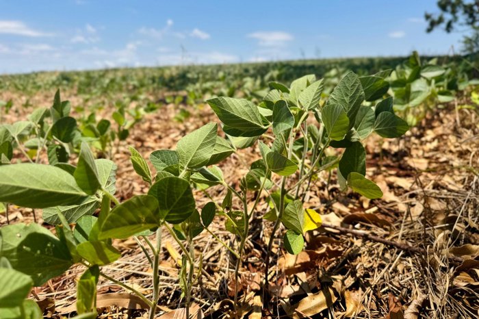 Júlia Soares / SDR/ Divulgação