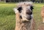 Lhamas na serra gaúcha? Conheça o hotel boutique onde hóspedes participam da "hora do lanche" dos animais