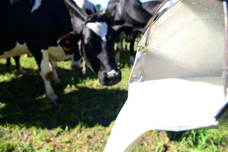 Produção de leite em Passo Fundo, no norte do Estado.<!-- NICAID(11425298) -->