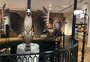 Loja do Harry Potter tem peças de museu e cerveja amanteigada; veja fotos