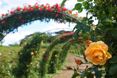 Mátria Parque de Flores e seu roseiral<!-- NICAID(14926670) -->