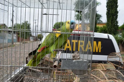 3° BABM / Divulgação Polícia resgata 15 pássaros silvestres de cativeiro ilegal em Erechim<!-- NICAID(16169592) -->