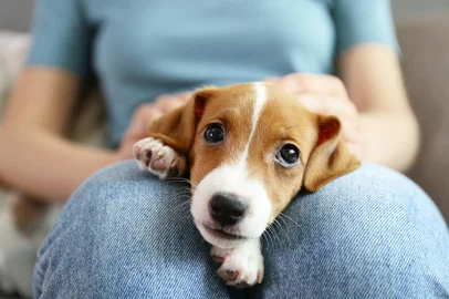 The cuttest two months old Jack Russel terrier puppy named Maisie sleeping on woman's lap. Small adorable doggy with funny fur stains lying with owner. Close up, copy space, isolated background.The cuttest two months old Jack Russel terrier puppy named Maisie sleeping on woman's lap. Small adorable doggy with funny fur stains lying with owner. Close up, copy space, isolated background.Fonte: 275260484<!-- NICAID(15537379) -->