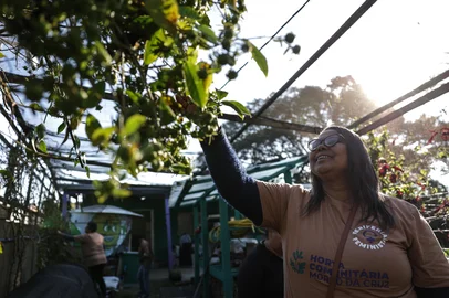 PORTO ALEGRE, RS, BRASIL, 15-07-2025: Horta Comunitária do Morro da Cruz. A iniacitiva que teve início em 2021,  criou um espaço que uniu as pautas feminista, ecológica e da alimentação saudável na comunidade da zona leste de Porto Alegre. O projeto envolve moradoras da região, produz e distribiu alimentação para cerca de 300 pessoas na região. Na imagem, Sionara Neves, manuseia um pé de Ora-pro-nóbis, uma das diversas frutas que são cultivadas na horta do Morro da Cruz. Foto: Renan Mattos / Agência RBS<!-- NICAID(16081194) -->