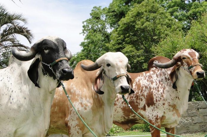 Fazenda das Nogueiras / Divulgação