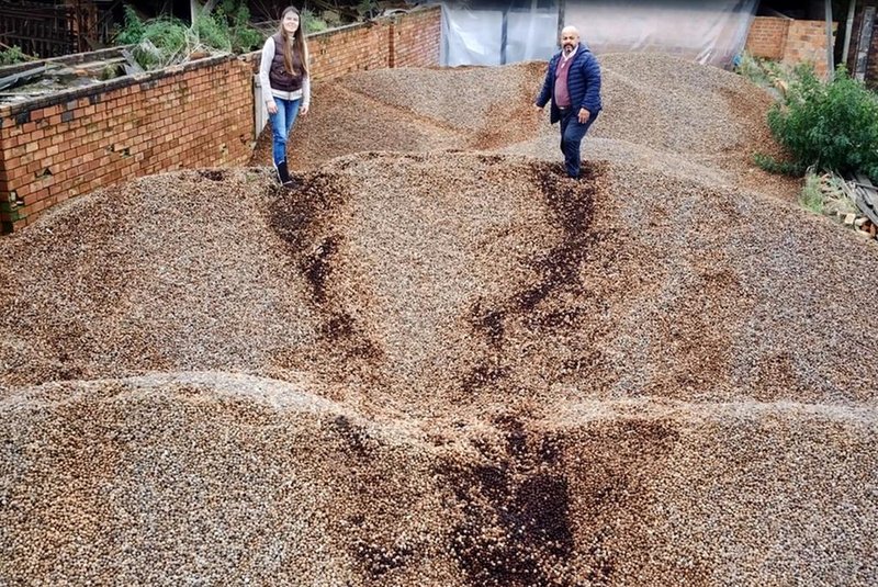 Empresa de Pelotas transforma toneladas de caroços de pêssego em novos produtos<!-- NICAID(15449049) -->