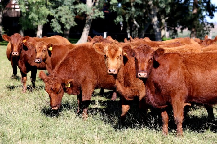 Fernando Gomes / Agencia RBS