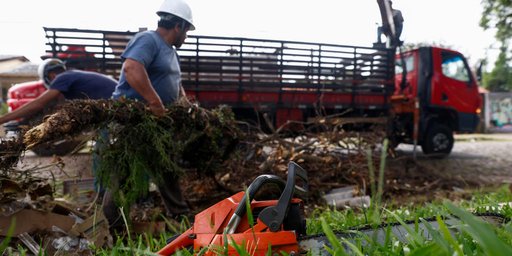 Poda de árvores em Porto Alegre: espera de 225 dias