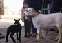 Ovelhas da raça Texel, mãe e filhote de seis dias, são os primeiros animais a chegar à Expointer