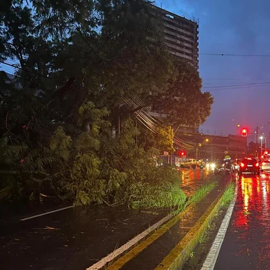 Bloqueio de trânsito devido a queda de árvore na Rua Ludovico Cavinato, em Caxias<!-- NICAID(15650306) -->