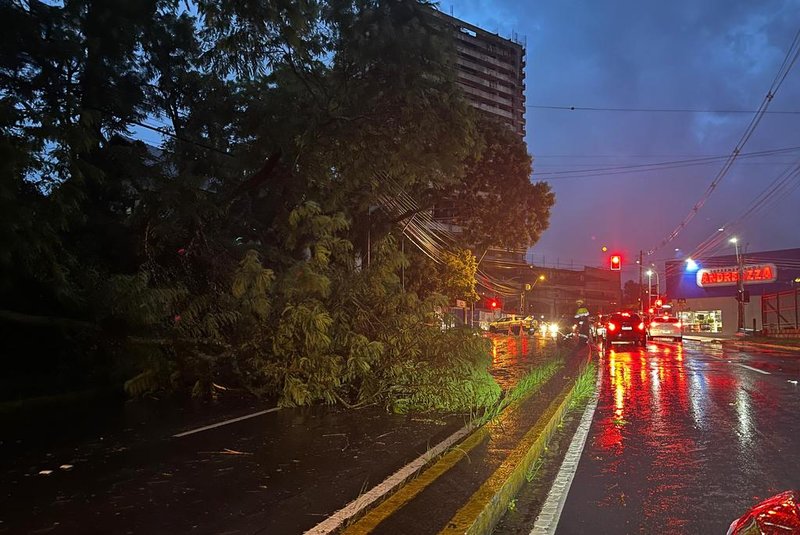 Bloqueio de trânsito devido a queda de árvore na Rua Ludovico Cavinato, em Caxias<!-- NICAID(15650306) -->