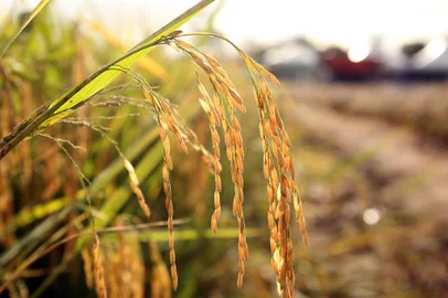 Paulo Rossi / Divulgação Abertura Oficial da Colheita do Arroz, em Capão do Leão<!-- NICAID(15685571) -->