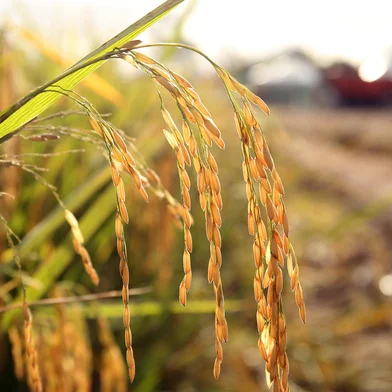 Abertura Oficial da Colheita do Arroz, em Capão do Leão<!-- NICAID(15685571) -->