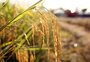 A medida que busca evitar a concentração de vendas (e novas quedas de preço) do arroz 