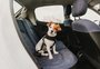 Sem cuidados, viagens de carro com pets podem ser perigosas e sair caro