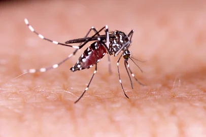 Dengue, zika and chikungunya fever mosquito (aedes aegypti) on human skin tacio philip / stock.adobe.com<!-- NICAID(15744434) -->