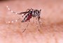 RS registra primeira morte por dengue em 2025; vítima é de Porto Alegre