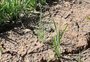 Baixo nível de rios e de reservatórios acende alerta para a produção de arroz