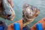 *A PEDIDO DE GABRIELA PERUFO* Pescadores encontram piranhas-vermelhas na Lagoa dos Patos - Foto: Marcelo Almeida de Freitas/Arquivo Pessoal<!-- NICAID(15268355) -->