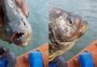 Palometas avançam pelos rios do RS, desafiam pescadores e podem chegar à Bacia do Rio Tramandaí