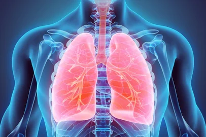 Ilustração 3D dos pulmões humanos -  Foto: yodiyim/stock.adobe.comFonte: 110032672<!-- NICAID(15068143) -->
