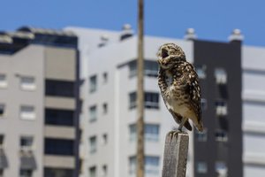 Camila Hermes / Agencia RBS