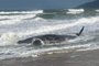 Baleia cachalote encalha na praia do Morro das Pedras, em Florianópolis. Equipe do Projeto de Monitoramento de Praias da Bacia de Santos (PMP-BS) monitora o animal<!-- NICAID(15556697) -->