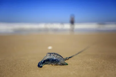 Tramandaí, RS, BRASIL,  11/01/2021- Caravelas-portuguesas voltam a aparecer na praia de Tramandaí. Foto: Jefferson Botega / Agencia RBSIndexador: Jeff Botega<!-- NICAID(14987072) -->
