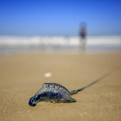 Tramandaí, RS, BRASIL,  11/01/2021- Caravelas-portuguesas voltam a aparecer na praia de Tramandaí. Foto: Jefferson Botega / Agencia RBSIndexador: Jeff Botega<!-- NICAID(14987072) -->