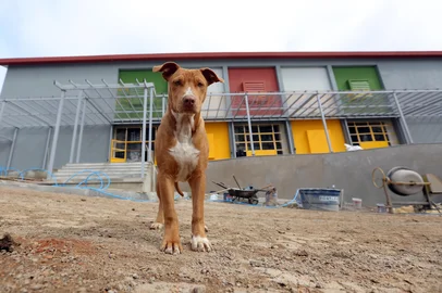 CAXIAS DO SUL, RS, BRASIL, 07/08/2025. Um cachorro da raça pitbull, que atende pelo nome de Rex, é o mascote dos funcionários da obra do Instituto Estadual de Educação Cristóvão de Mendoza, em Caxias do Sul. Ele foi adotado e é cuidado pelos funcionários. (Porthus Junior/Agência RBS)Indexador: Porthus JUNIOR<!-- NICAID(16096598) -->