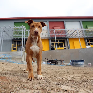 CAXIAS DO SUL, RS, BRASIL, 07/08/2025. Um cachorro da raça pitbull, que atende pelo nome de Rex, é o mascote dos funcionários da obra do Instituto Estadual de Educação Cristóvão de Mendoza, em Caxias do Sul. Ele foi adotado e é cuidado pelos funcionários. (Porthus Junior/Agência RBS)Indexador: Porthus JUNIOR<!-- NICAID(16096598) -->