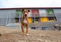 Conheça Rex, o cão adotado por trabalhadores da obra da escola Cristóvão de Mendoza, em Caxias