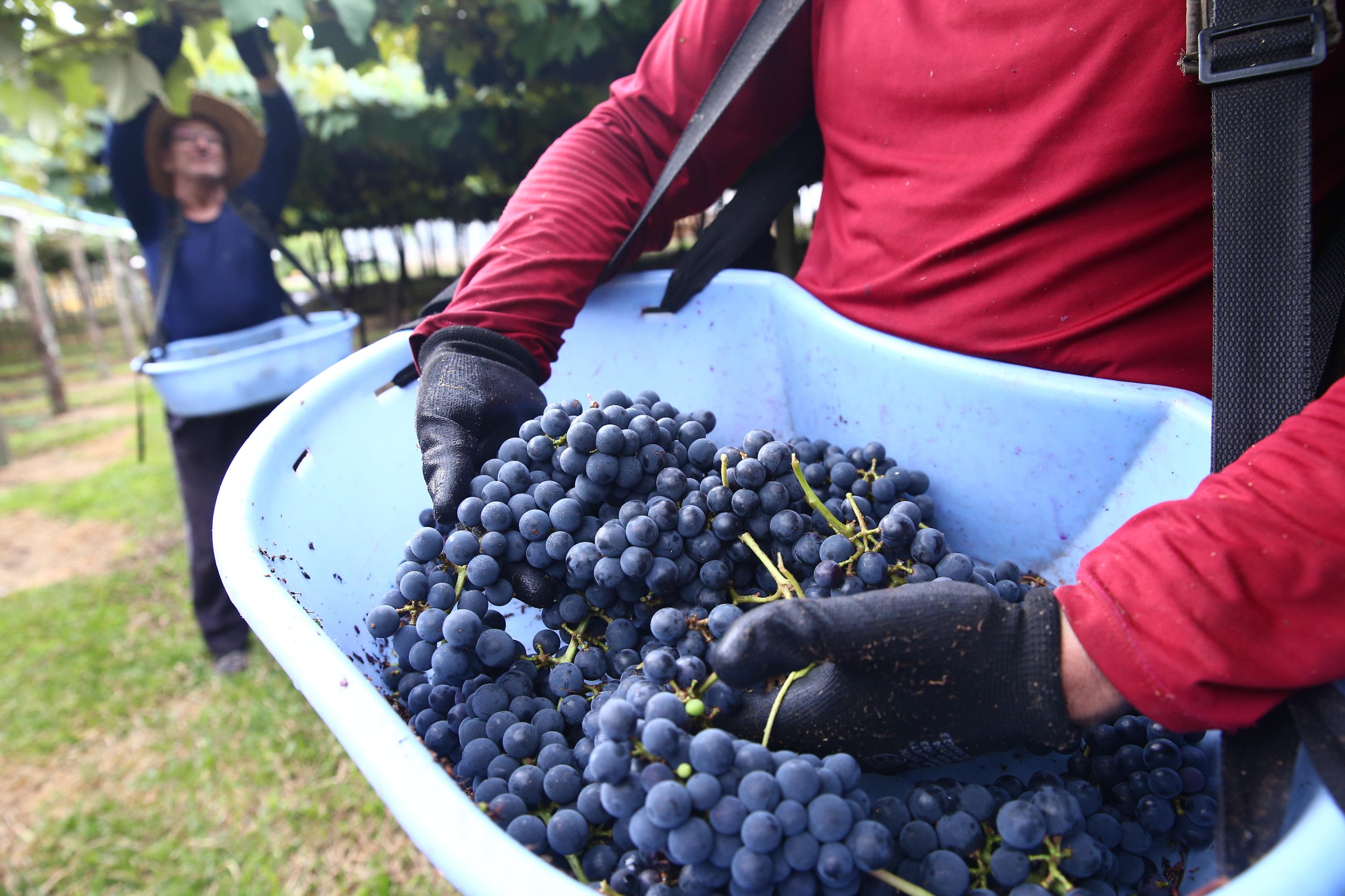 Com predomin&acirc;ncia na Serra, safra da uva pode chegar a 900 milh&otilde;es de quilos em 2026