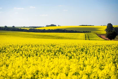 Área de produção da canola da 3tentos<!-- NICAID(16146932) -->