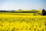 Por que produtores estão plantando canola para colher mais trigo