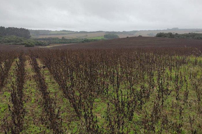 Emater / Divulgação