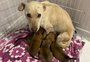 Cachorra é abandonada com seis filhotes dentro de mala em Passo Fundo