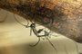 Cópula de Sabethes albiprivus s.l. no Laboratório de Mosquitos Transmissores de HematozoáriosLocal: Rio de JaneiroIndexador: Raquel PortugalFonte: Fiocruz Imagens<!-- NICAID(13427713) -->