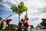 Parque da Orla recebe 38 mudas de ipê-amarelo
