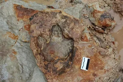 Pesquisadores da Universidade Federal do Rio Grande do Sul (UFRGS) encontraram novas pegadas de quatro grupos de dinossauros, em Rosário do Sul, na Fronteira Oeste do RS.<!-- NICAID(16003538) -->