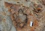 Pesquisadores da UFRGS encontram pegada de dinossauro inédita em Rosário do Sul