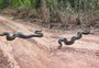 Sucuri gigante é encontrada e resgatada de área de banho em resort; veja vídeo