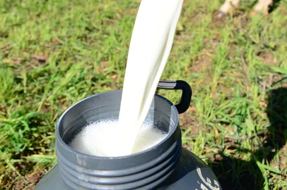 Produção de leite em Passo Fundo, no norte do Estado.<!-- NICAID(11425290) -->